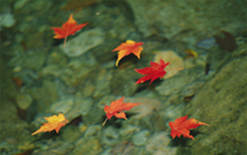 post-children-1-WhyParentsShouldCare-2-leaves_LARGE Each generation stands in mid-stream receiving that which flows to them, having obligations to those upstream and downstream