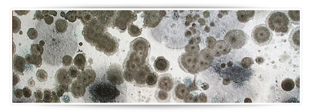 image-blog-post-mold